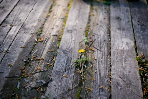 Een houten brug in de buurt van de rivier — Stockfoto