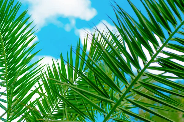Incrível palmeira tropical brilhante deixa ao sol e céu azul no fundo com nuvens brancas — Fotografia de Stock