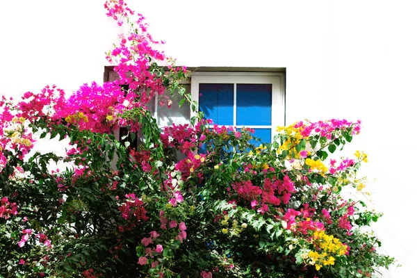 Eine Frontansicht eines Holzfensters an einer weißen Wand mit schönen bunten Blumensträuchern — Stockfoto