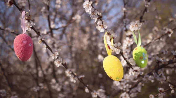 Colorful  Easter eggs hidden on the blossom apricot tree. Easter egg hunt for kids. Happy easter.