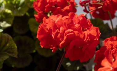 Güzel kırmızı sardunya çiçekleri, makro fotoğraf.. 