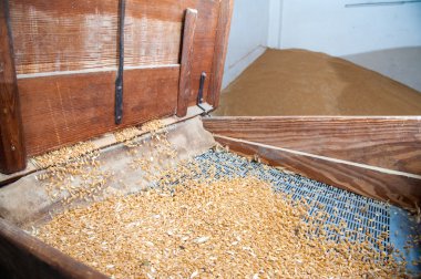 Buğday tohum üretimi