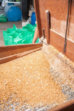 Buğday tohum üretimi