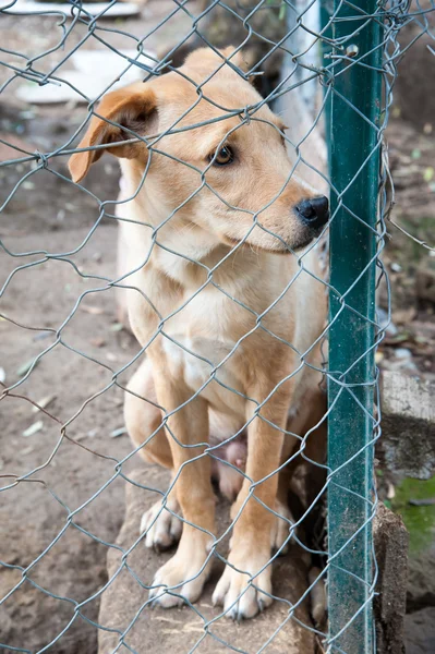 Por favor, adoptame — Foto de Stock