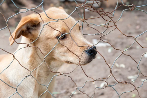 Por favor, adopte-me. — Fotografia de Stock