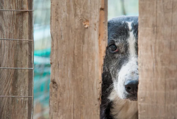 Por favor, adopte-me. — Fotografia de Stock