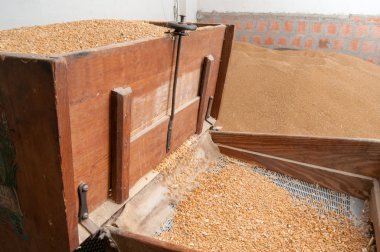 Buğday tohum üretimi