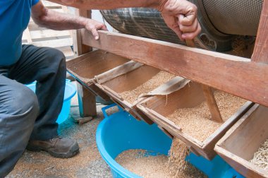 Buğday tohum üretimi