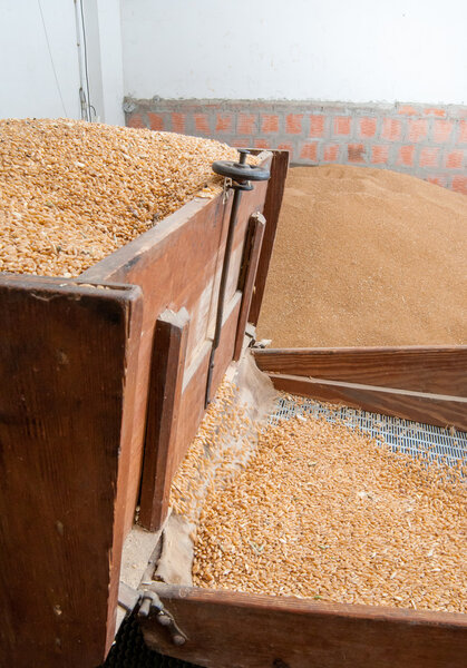 Wheat seed production