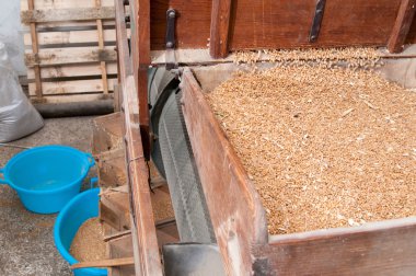 Buğday tohum üretimi