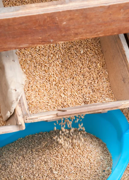 Wheat seed production — Stock Photo, Image