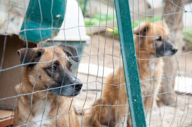 İnsan köpeklere sığınma