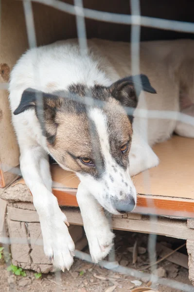 Refugio de perros callejeros —  Fotos de Stock