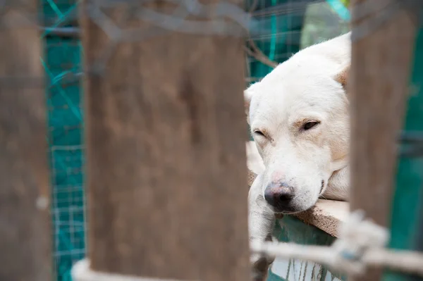 Streunender Hund — Stockfoto