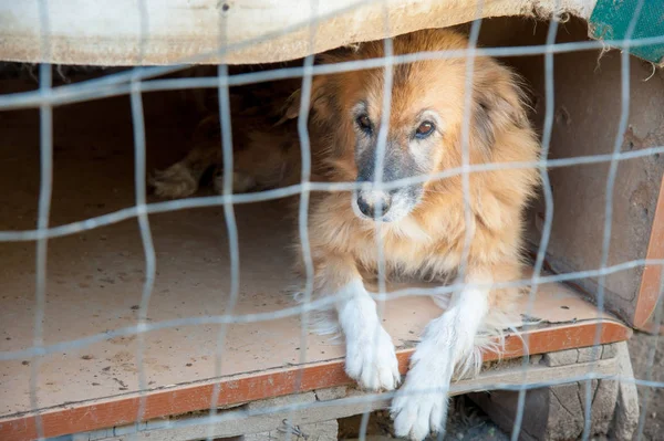Dentro de un refugio para perros — Foto de Stock