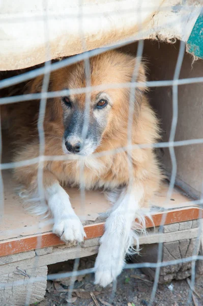 Dentro de un refugio para perros — Foto de Stock