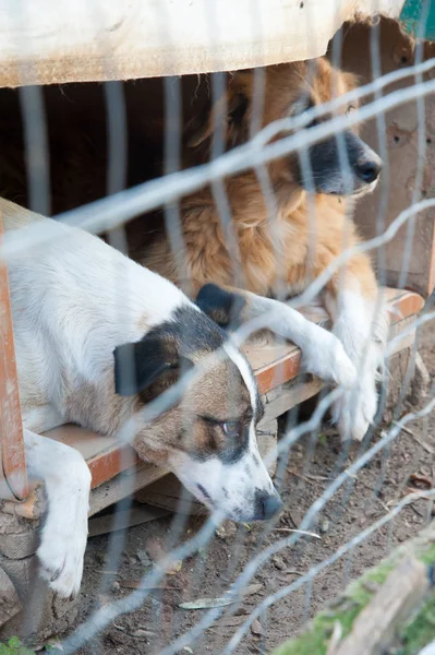 Dentro de un refugio para perros —  Fotos de Stock