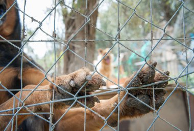 Bir köpek sığınak içinde