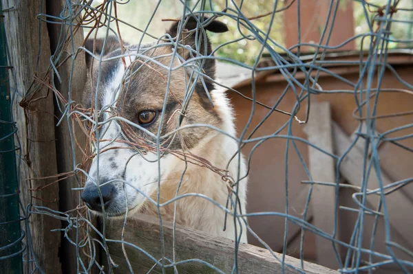 Inside a dog refuge — Stock Photo, Image