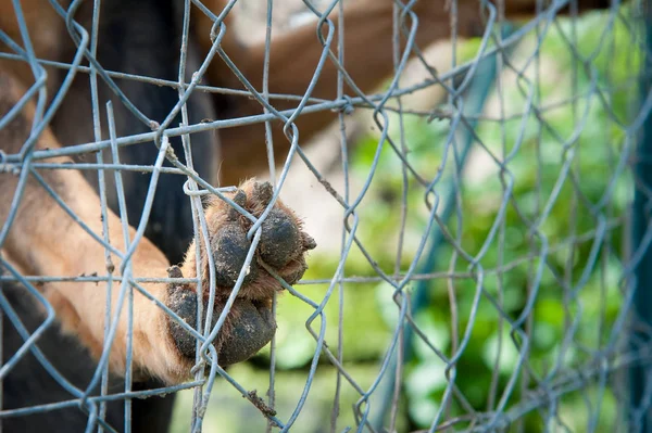 Dentro de un refugio para perros —  Fotos de Stock