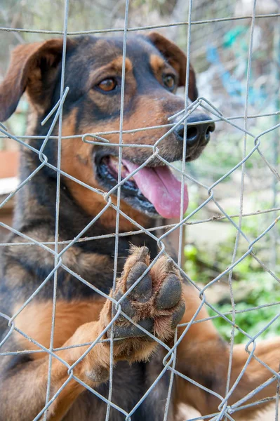 Inside a dog refuge — Stock Photo, Image