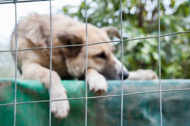 Bir köpek sığınak içinde