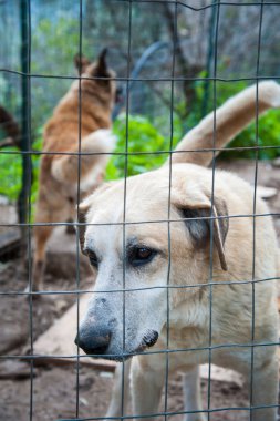 Bir köpek sığınak içinde