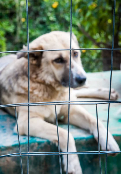 Dentro de un refugio para perros — Foto de Stock