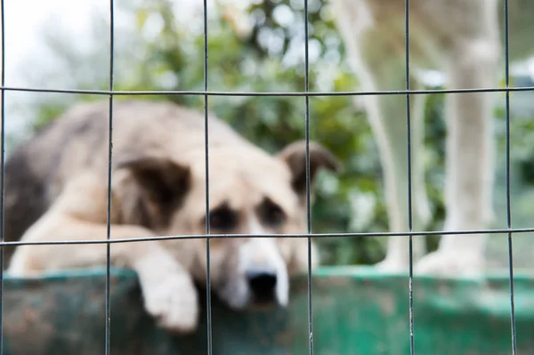 In einem Hundehaus — Stockfoto