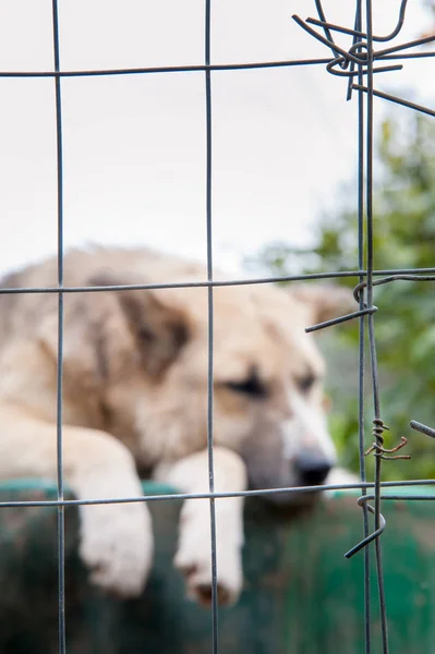 Inside a dog refuge — Stock Photo, Image