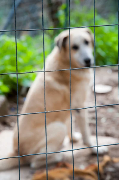 Dentro de um refúgio de cão — Fotografia de Stock