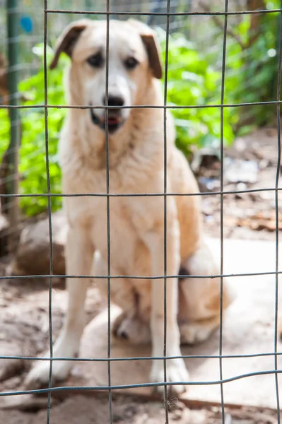 Dentro de um refúgio de cão — Fotografia de Stock