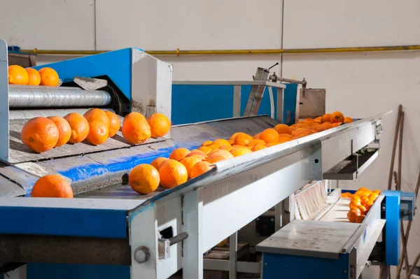 Работа апельсиновых плодов — стоковое фото