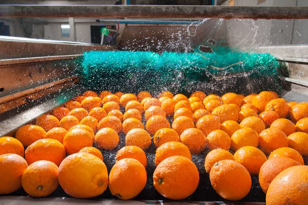 O trabalho dos citrinos — Fotografia de Stock