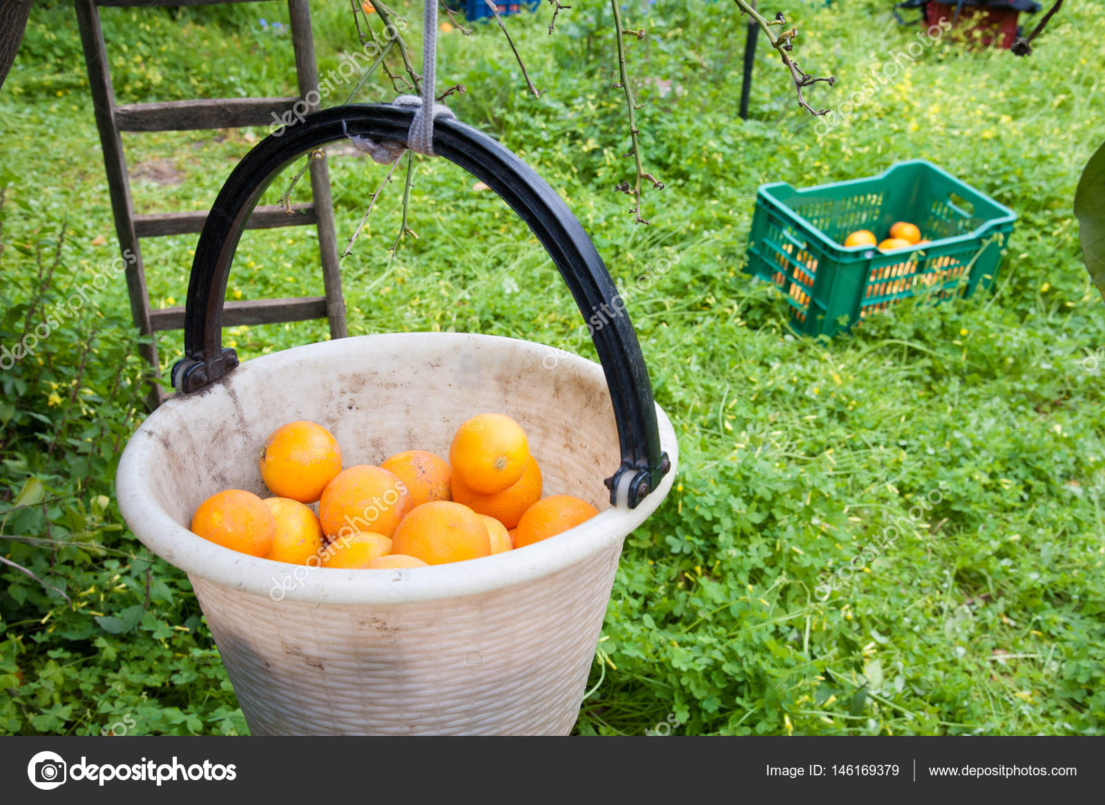 Orange harvest time Stock Photo by ©siculodoc 146169379