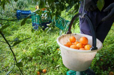 Turuncu hasat zamanı