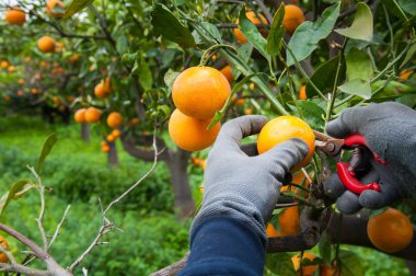 Turuncu hasat zamanı