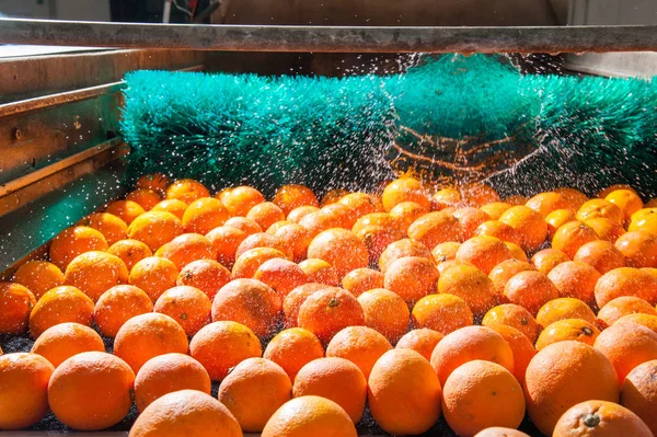 El trabajo de los cítricos —  Fotos de Stock