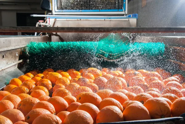 De werking van citrusvruchten — Stockfoto