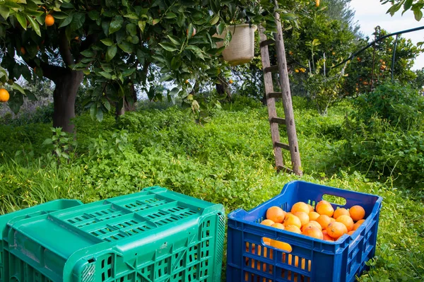 Tiempo de cosecha naranja — Foto de Stock