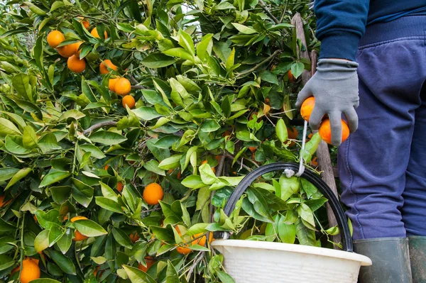 Turuncu hasat zamanı