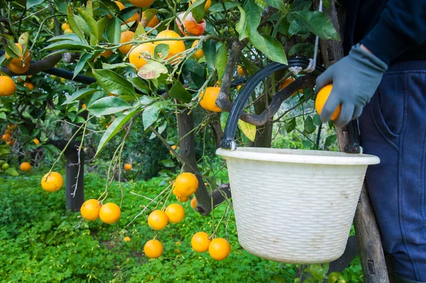 Turuncu hasat zamanı