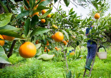 Turuncu hasat zamanı
