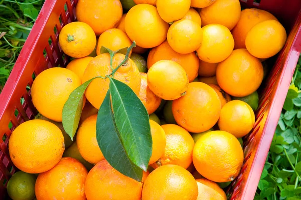 Narancssárga betakarítási idő — Stock Fotó