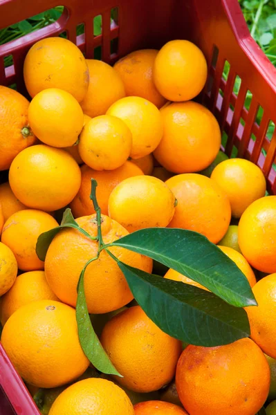 Tiempo de cosecha naranja — Foto de Stock