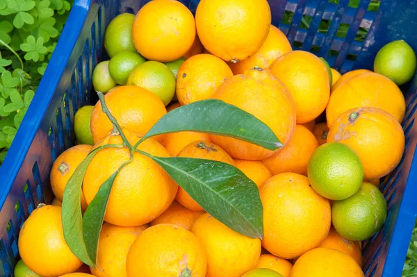 Hora da colheita laranja — Fotografia de Stock