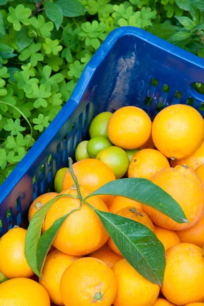 Orange harvest time — Stock Photo, Image