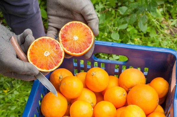 Orange harvest time — Stock Photo, Image