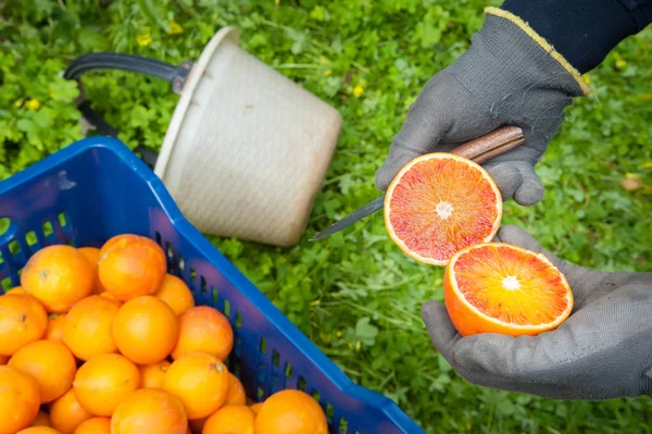 Orange harvest time — Stock Photo, Image