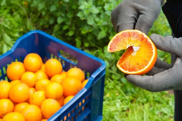 Orange harvest time — Stock Photo, Image